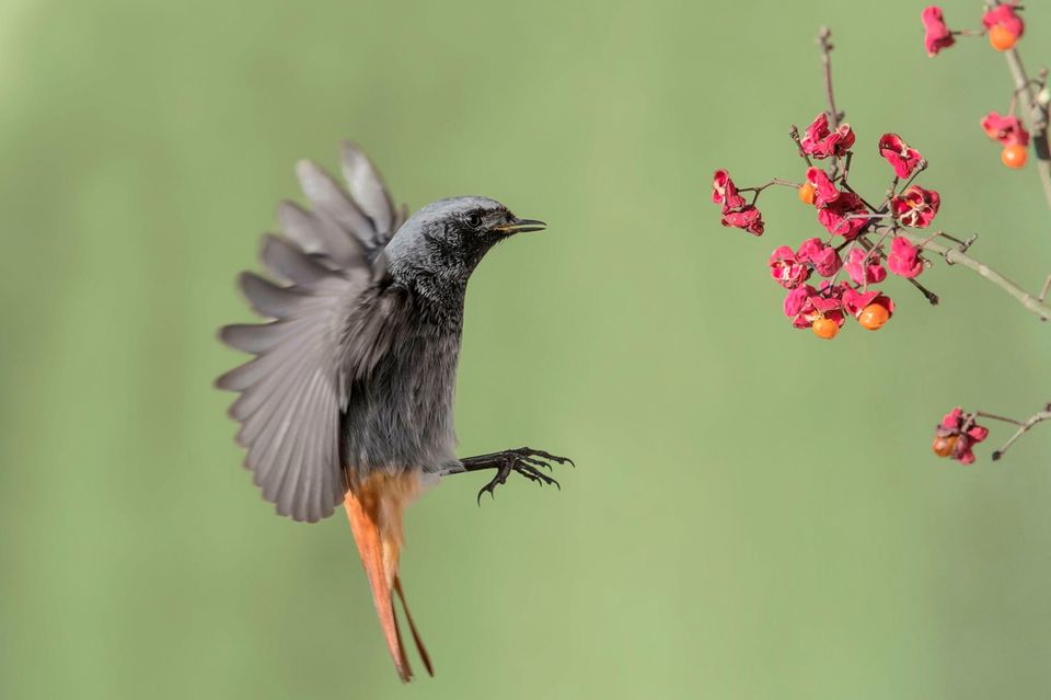 Punktlandung: Mit rund 30 Prozent der Stimmen hat sich der Hausrotschwanz (hier ein Männchen) bei der Wahl zum "Vogel des Jahres" 2025 gegen die Waldohreule mit 28 Prozent durchgesetzt