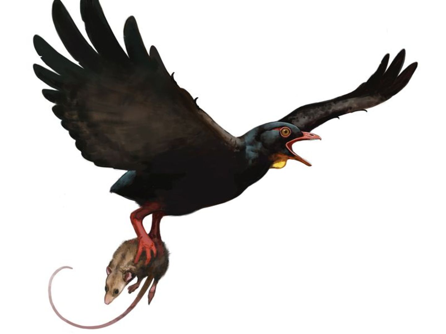 Zeichnung eines fliegenden Raubvogels mit Maus in den Krallen