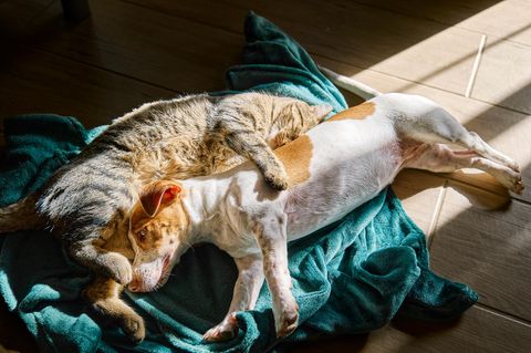 Hund und Katze liegen aneinander gekuschelt auf einer türkisen Decke. Katze hat die Pfote auf dem Körper des Hundes