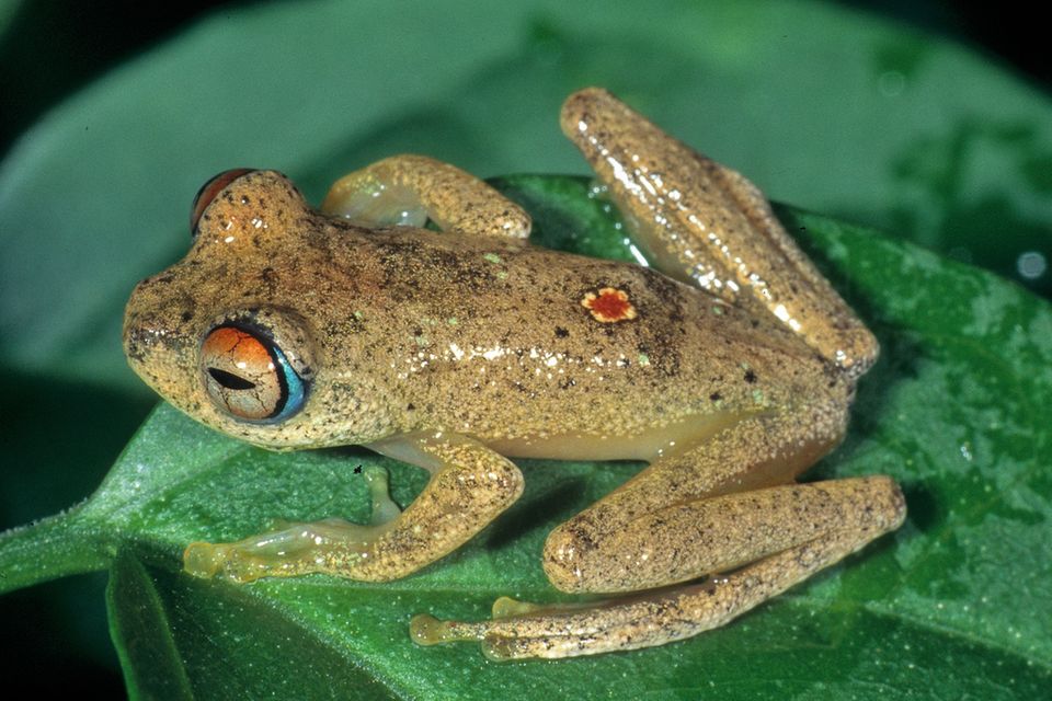 Boophis picardi ist einer von sieben Fröschen, die Forscher in entlegenen Regenwäldern Madagaskars entdeckt haben