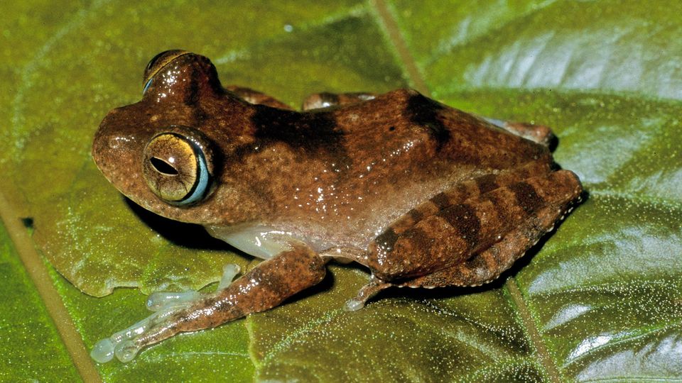 Madagaskar: Auch die Art Boophis siskoi gehört zu den neu entdeckten Baumfröschen Auch die Art Boophis siskoi gehört zu den neu entdeckten Baumfröschen