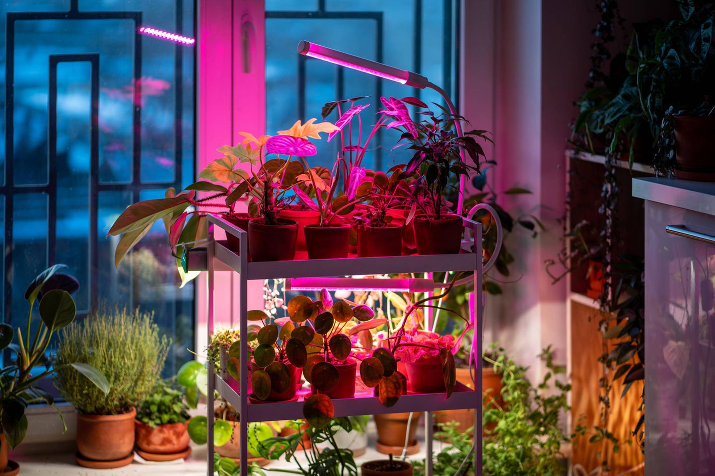 Pflanzenlampen in der Wohnung