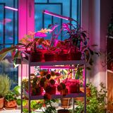 Pflanzenlampen in der Wohnung