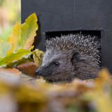 Europaeischer Igel schaut aus einem Igelhaus umgeben von Laub