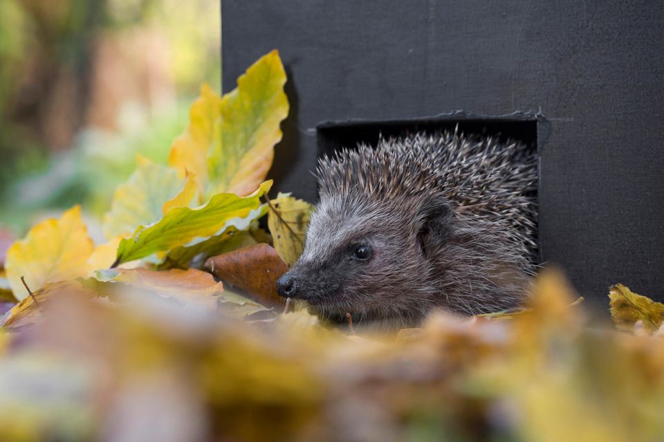 Europaeischer Igel schaut aus einem Igelhaus umgeben von Laub