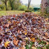 Ein Laubhaufen im Garten