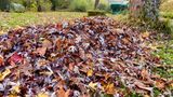 Ein Laubhaufen im Garten