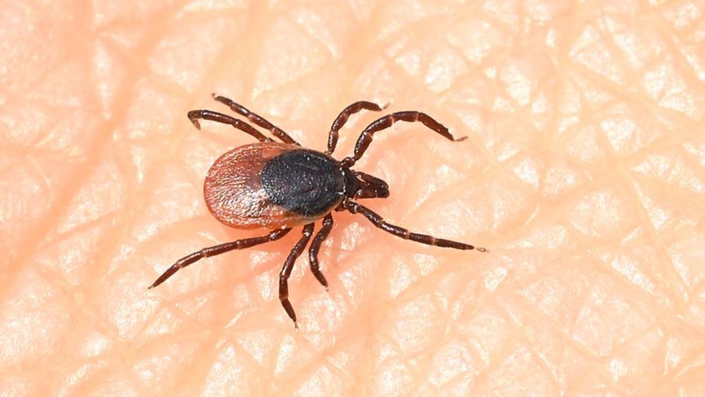 Egal ob Stadt oder Land: Zecken können überall Infektionen übertragen