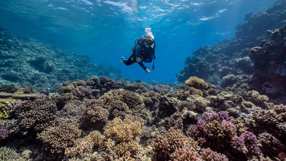 Prof. Dr. Christian Voolstra, hier bei einem Tauchgang im Zentralen Roten Meer, ist Präsident der International Coral Reef Society (ICRS)