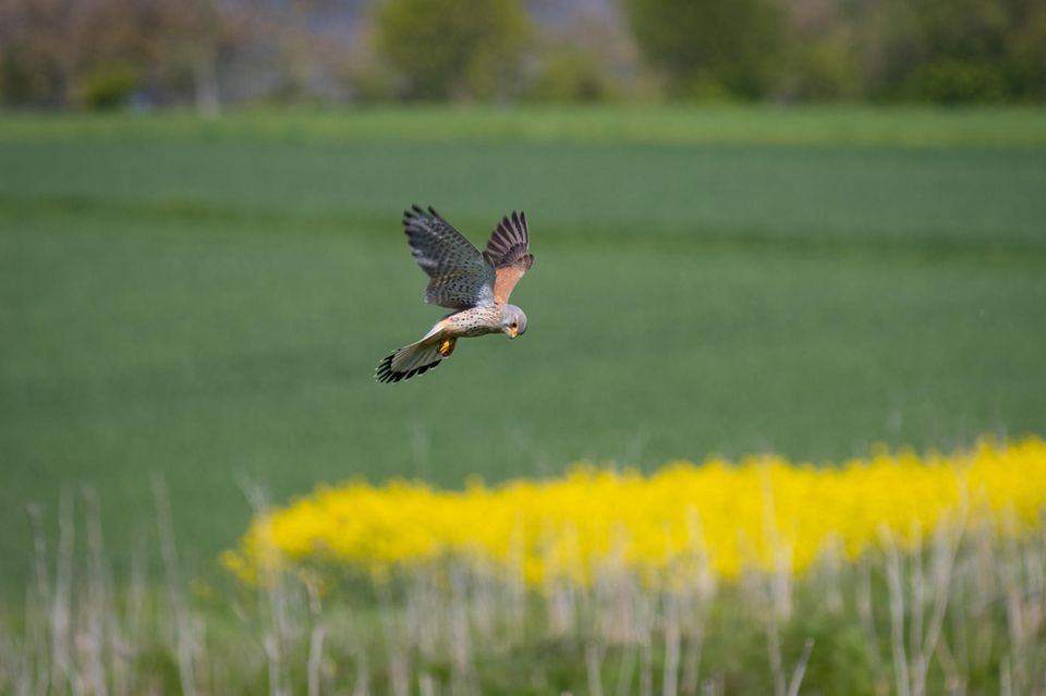 Ein Mäusebussard schwebt bei der Jagd über einem Feld bei Frankfurt 1.5004