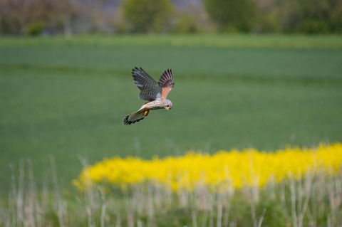 Ein Mäusebussard schwebt bei der Jagd über einem Feld bei Frankfurt