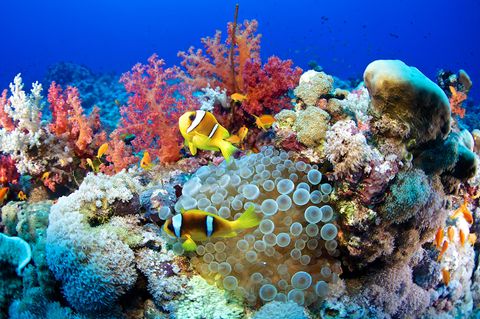 Buntes Treiben: Ein Korallenriff im Roten Meer (Sudan) mit Seeanemone und Clownfischen