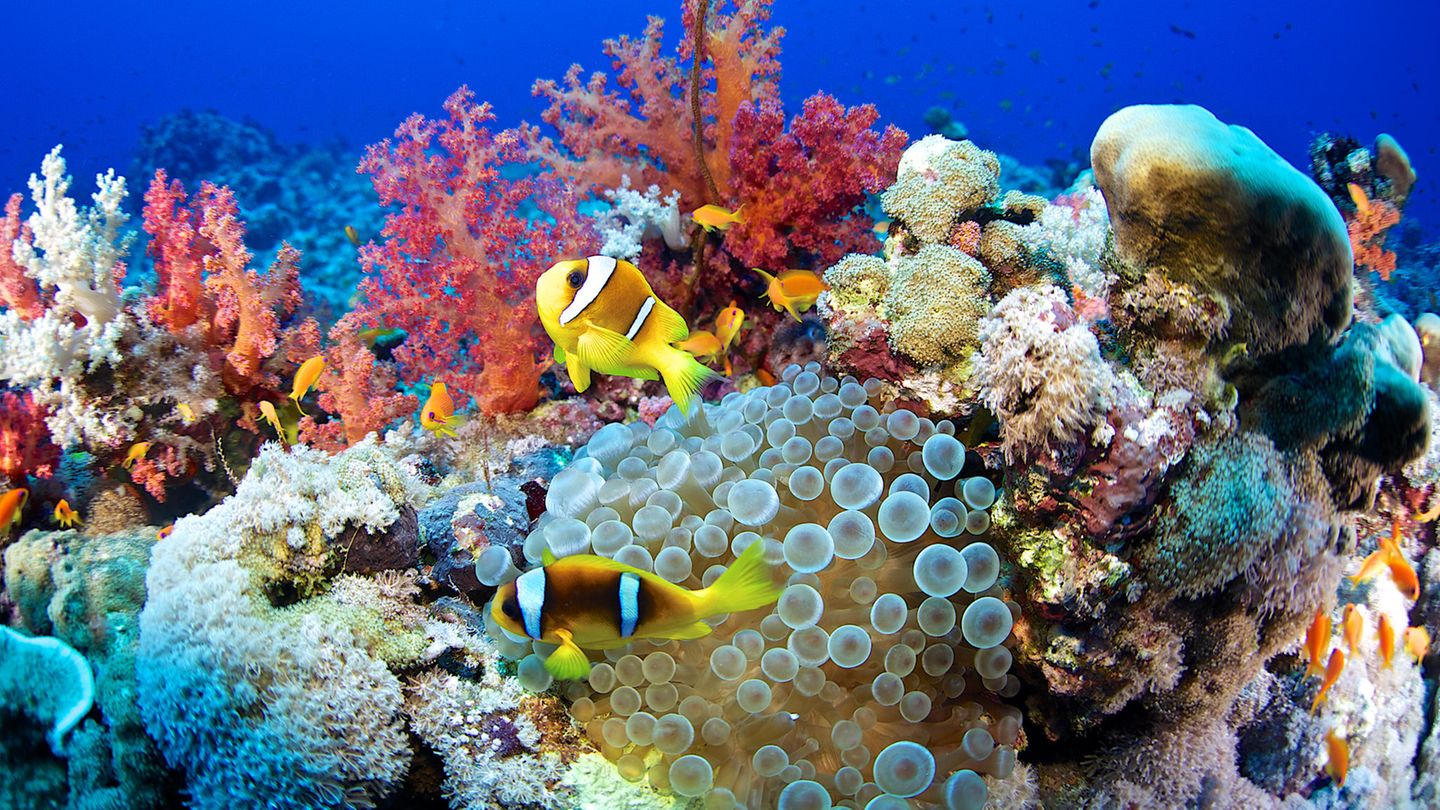 Buntes Treiben: Ein Korallenriff im Roten Meer (Sudan) mit Seeanemone und Clownfischen