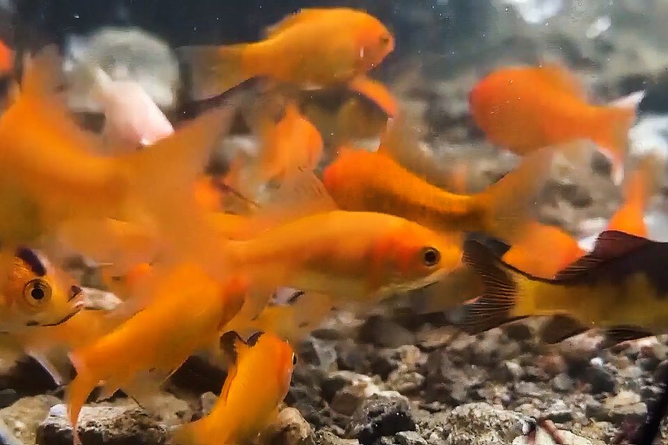 New York: Warum Goldfische nicht in Pfützen gehören - und wir Hypes öfter hinterfragen sollten