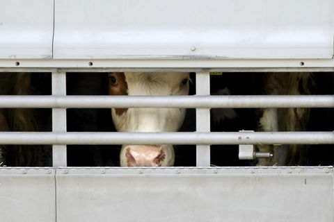 Transporte lebender Tiere in Nicht-EU-Staaten, sogenannte Drittstaaten, bleiben in Deutschland auch nach der Überarbeitung des Tierschutzgesetzes erlaubt