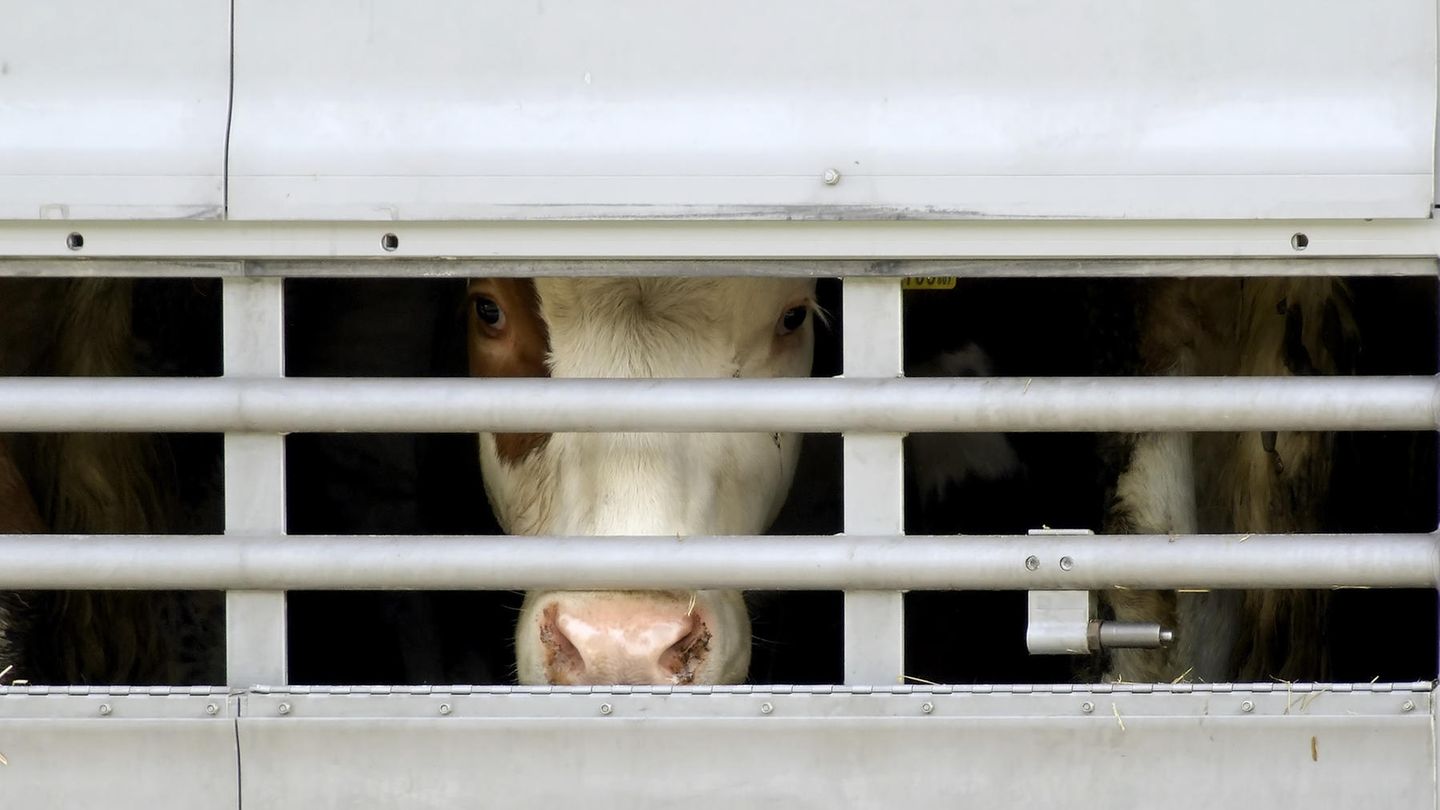 Transporte lebender Tiere in Nicht-EU-Staaten, sogenannte Drittstaaten, bleiben in Deutschland auch nach der Überarbeitung des Tierschutzgesetzes erlaubt