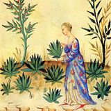 Frau hält gepflückte Pflanze in der Hand