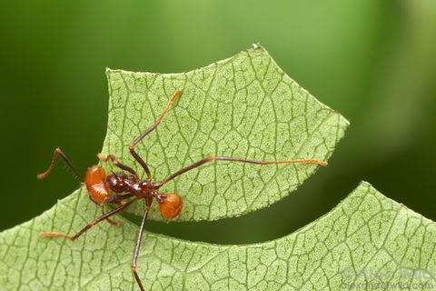 Eine Blattschneiderameise der Art Atta cephalotes schneidet ein Blatt ebenmäßig rund in transportierbare Stücke – als Futter für den unterirdischen Pilzgarten