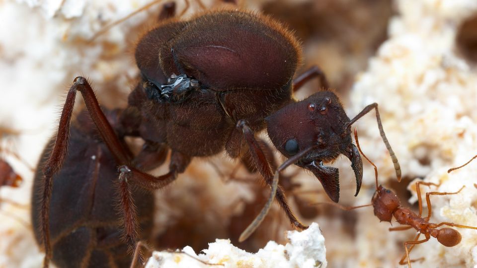 Eine Blattschneiderameisen-Königin der Art Atta texana im Nest mit Pilzgarten