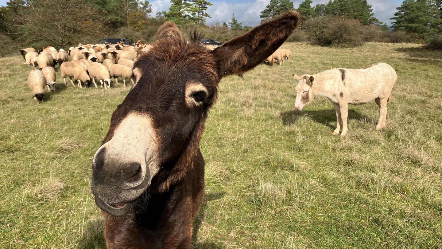 Sch-ferei-Ungew-hliche-H-tetiere-Zwei-Esel-besch-tzen-eine-Schafherde