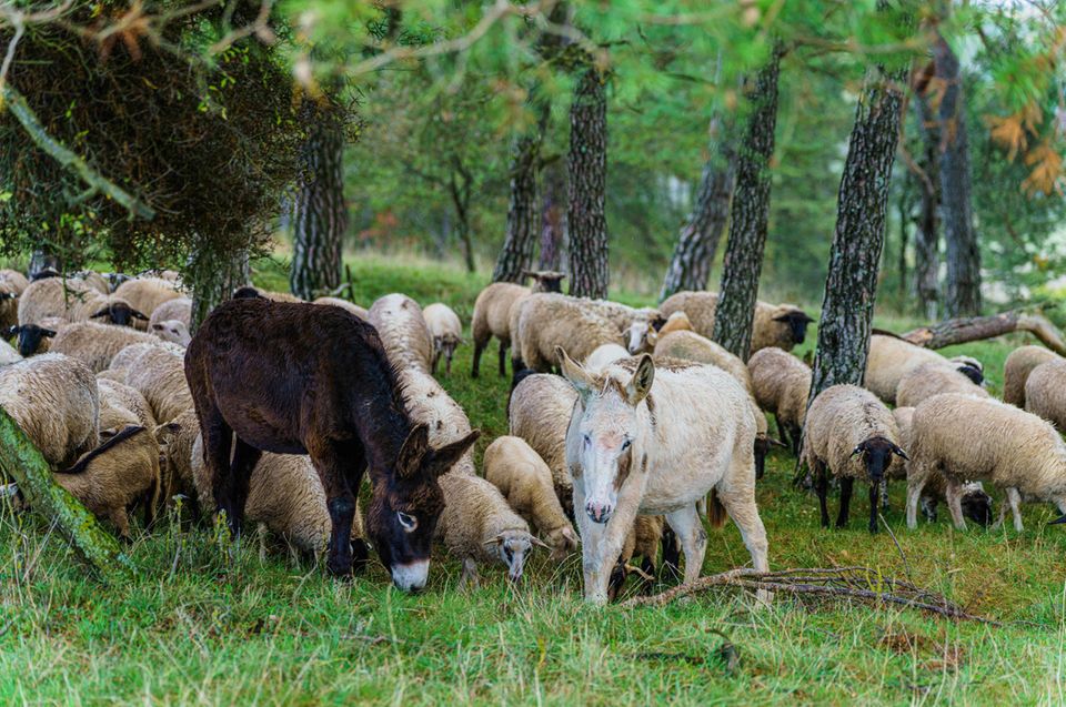 Schafherde und Esel im Wald