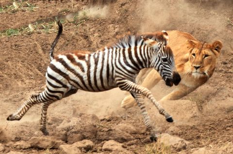 Baby Zebra wird von einer Löwin gejagt