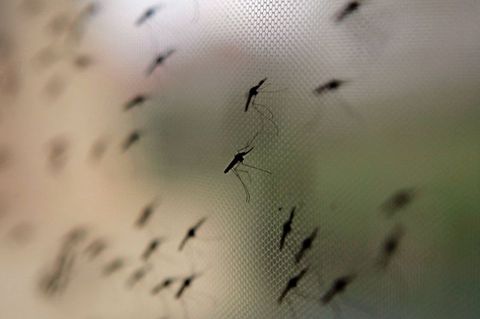In abgeholzten Gebieten finden Mücken ideale Brutbedingungen vor
