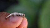 Brookesia Nofy. Das Chamäleon ist ein Genie der Tarnung: Lange lebte das 33 Millimeter kleine Chamäleon unentdeckt im Regenwald Akanin’ny Nofy, nachdem es nun benannt ist. Dank seiner winzigen Größe und den beige-braunen Farben, ist es im Wald nahezu unsichtbar – was ihm ein Leben im Untergrund, versteckt vor den Augen der Forschung, ermöglichte. Bis Touristen auf ein Exemplar stießen und Fotos des Winzlings im Netz verbreiteten. Das lockte ein Team neugieriges Team aus Zoolog*innen und Evolutionsbiolog*innen nach Madagaskar, um die neue Art aufzuspüren. Erst vor einigen Wochen veröffentlichten sie ihre Studie, in der sie die neue Art beschreiben. Es geht übrigens noch kleiner! Brookesia Nana ist eng mit Brookesia Nofy verwandt, aber nochmal elf Millimeter kleiner. Mit 22 Millimetern ist es damit das winzigste Reptil der Welt!    KW 43