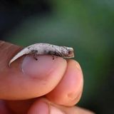 Brookesia Nofy. Das Chamäleon ist ein Genie der Tarnung: Lange lebte das 33 Millimeter kleine Chamäleon unentdeckt im Regenwald Akanin’ny Nofy, nachdem es nun benannt ist. Dank seiner winzigen Größe und den beige-braunen Farben, ist es im Wald nahezu unsichtbar – was ihm ein Leben im Untergrund, versteckt vor den Augen der Forschung, ermöglichte. Bis Touristen auf ein Exemplar stießen und Fotos des Winzlings im Netz verbreiteten. Das lockte ein Team neugieriges Team aus Zoolog*innen und Evolutionsbiolog*innen nach Madagaskar, um die neue Art aufzuspüren. Erst vor einigen Wochen veröffentlichten sie ihre Studie, in der sie die neue Art beschreiben. Es geht übrigens noch kleiner! Brookesia Nana ist eng mit Brookesia Nofy verwandt, aber nochmal elf Millimeter kleiner. Mit 22 Millimetern ist es damit das winzigste Reptil der Welt!    KW 43