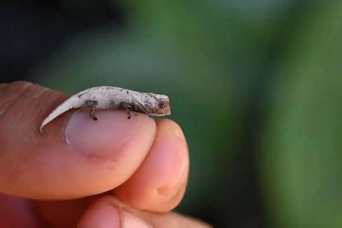 Brookesia Nofy. Das Chamäleon ist ein Genie der Tarnung: Lange lebte das 33 Millimeter kleine Chamäleon unentdeckt im Regenwald Akanin’ny Nofy, nachdem es nun benannt ist. Dank seiner winzigen Größe und den beige-braunen Farben, ist es im Wald nahezu unsichtbar – was ihm ein Leben im Untergrund, versteckt vor den Augen der Forschung, ermöglichte. Bis Touristen auf ein Exemplar stießen und Fotos des Winzlings im Netz verbreiteten. Das lockte ein Team neugieriges Team aus Zoolog*innen und Evolutionsbiolog*innen nach Madagaskar, um die neue Art aufzuspüren. Erst vor einigen Wochen veröffentlichten sie ihre Studie, in der sie die neue Art beschreiben. Es geht übrigens noch kleiner! Brookesia Nana ist eng mit Brookesia Nofy verwandt, aber nochmal elf Millimeter kleiner. Mit 22 Millimetern ist es damit das winzigste Reptil der Welt!    KW 43