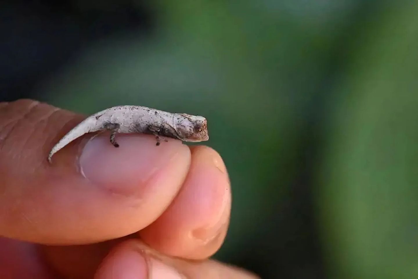 Wer macht es sich hier gemütlich? Brookesia Nofy. Das Chamäleon ist ein Genie der Tarnung: Lange lebte das 33 Millimeter kleine Chamäleon unentdeckt im Regenwald Akanin’ny Nofy, nachdem es nun benannt ist. Dank seiner winzigen Größe und den beige-braunen Farben, ist es im Wald nahezu unsichtbar – was ihm ein Leben im Untergrund, versteckt vor den Augen der Forschung, ermöglichte. Bis Touristen auf ein Exemplar stießen und Fotos des Winzlings im Netz verbreiteten. Das lockte ein Team neugieriges Team aus Zoolog*innen und Evolutionsbiolog*innen nach Madagaskar, um die neue Art aufzuspüren. Erst vor einigen Wochen veröffentlichten sie ihre Studie, in der sie die neue Art beschreiben. Es geht übrigens noch kleiner! Brookesia Nana ist eng mit Brookesia Nofy verwandt, aber nochmal elf Millimeter kleiner. Mit 22 Millimetern ist es damit das winzigste Reptil der Welt! KW 43