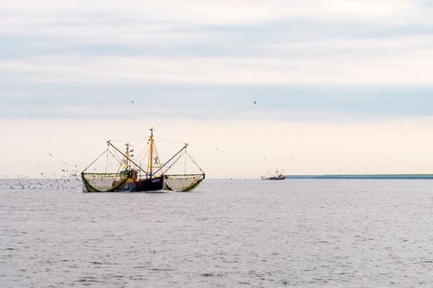 Die EU-Kommission hat den Mitgliedsstaaten vorgeschlagen, die Grundschleppnetzfischerei in Meeresschutzgebieten schrittweise bis 2030 zu verbieten – also auch im norddeutschen Wattenmeer