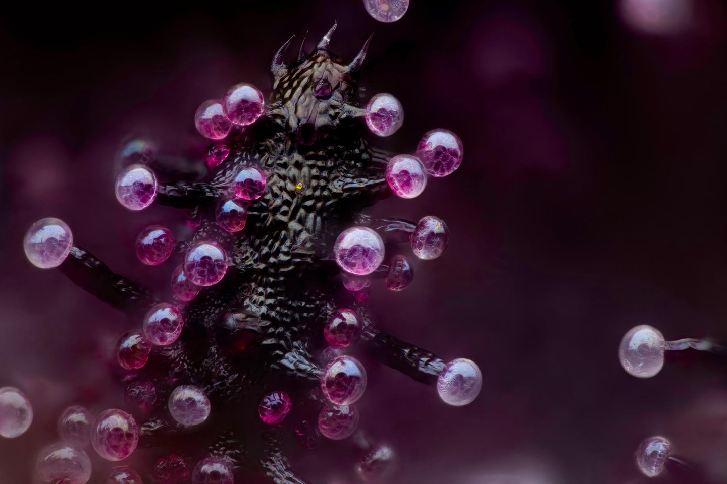 Fotograf Chris Romaine nahm eine Cannabispflanze unter das Objektiv: Sein Bild zeigt Trichome – kleine, haarähnliche Strukturen auf der Pflanzenoberfläche, deren Drüsen Cannabinoide, Terpene und Flavonoide absondern.