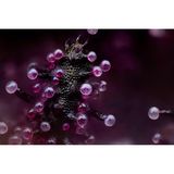 Fotograf Chris Romaine nahm eine Cannabispflanze unter das Objektiv: Sein Bild zeigt Trichome – kleine, haarähnliche Strukturen auf der Pflanzenoberfläche, deren Drüsen Cannabinoide, Terpene und Flavonoide absondern.