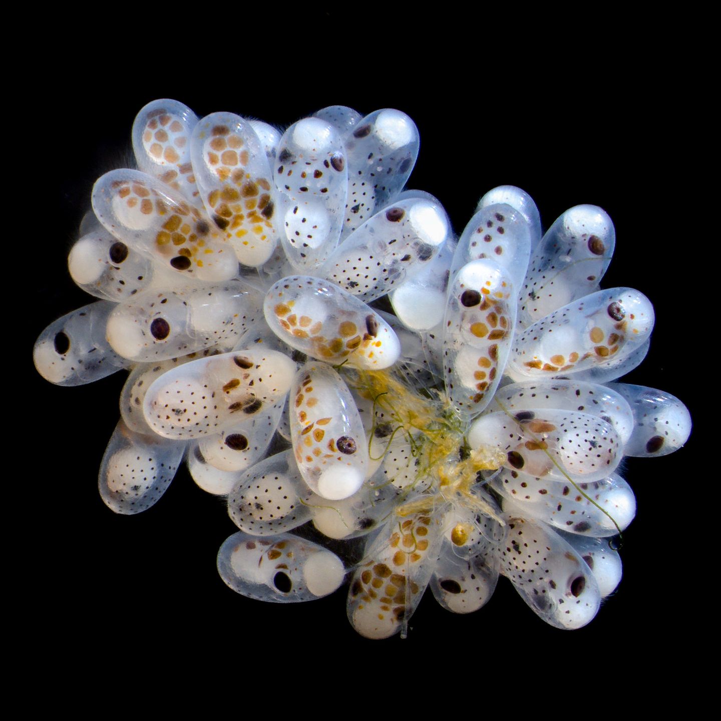 Die Augen sind bereits in einem frühen Entwicklungsstadium gut zu erkennen: Thomas Barlow und Connor Gibbons fotografierten ein Bündel Eier des Karibischen Zweifleckoktopus (Octopus hummelincki).