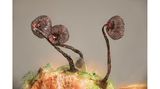 Schleimpilze der Gattung Cribraria (hier: Cribraria cancellata) sind weltweit verbreitet. Ihre meist gestielten Fruchtkörper sind filigrane Gebilde.