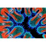 Querschnitt durch das Blatt des Gewöhnlichen Strandhafers (Ammophila arenaria): An Küsten und auf Inseln kommt dem Gras eine besondere Rolle für den Aufbau und die Stabilität von Dünen zu.