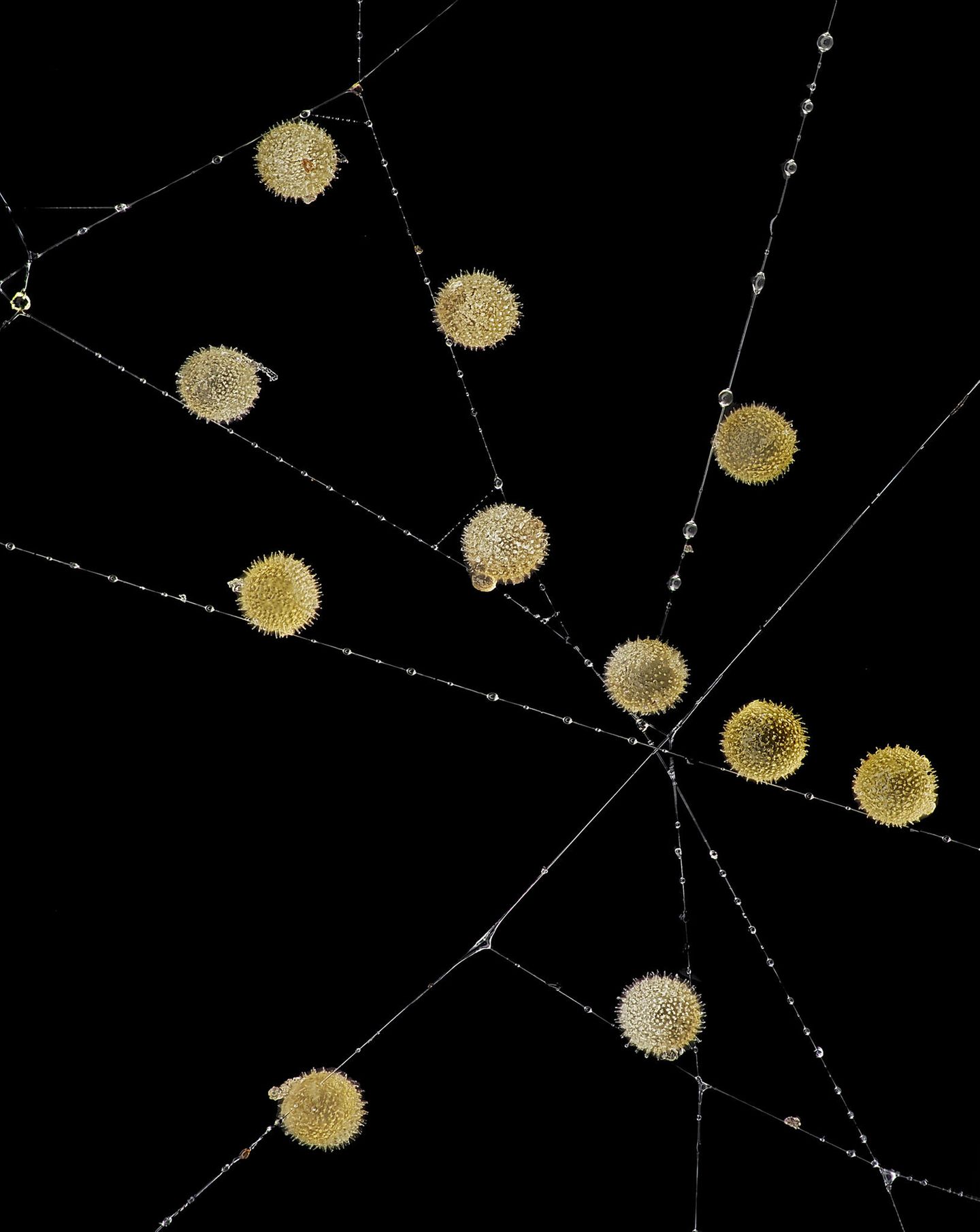 Nutzloser "Beifang": Im Netz einer Gartenkreuzspinne (Araneus diadematus) haben sich Pflanzenpollen verfangen.