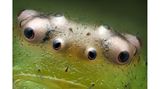 Die Augen einer Grünen Krabbenspinne von Nahem.