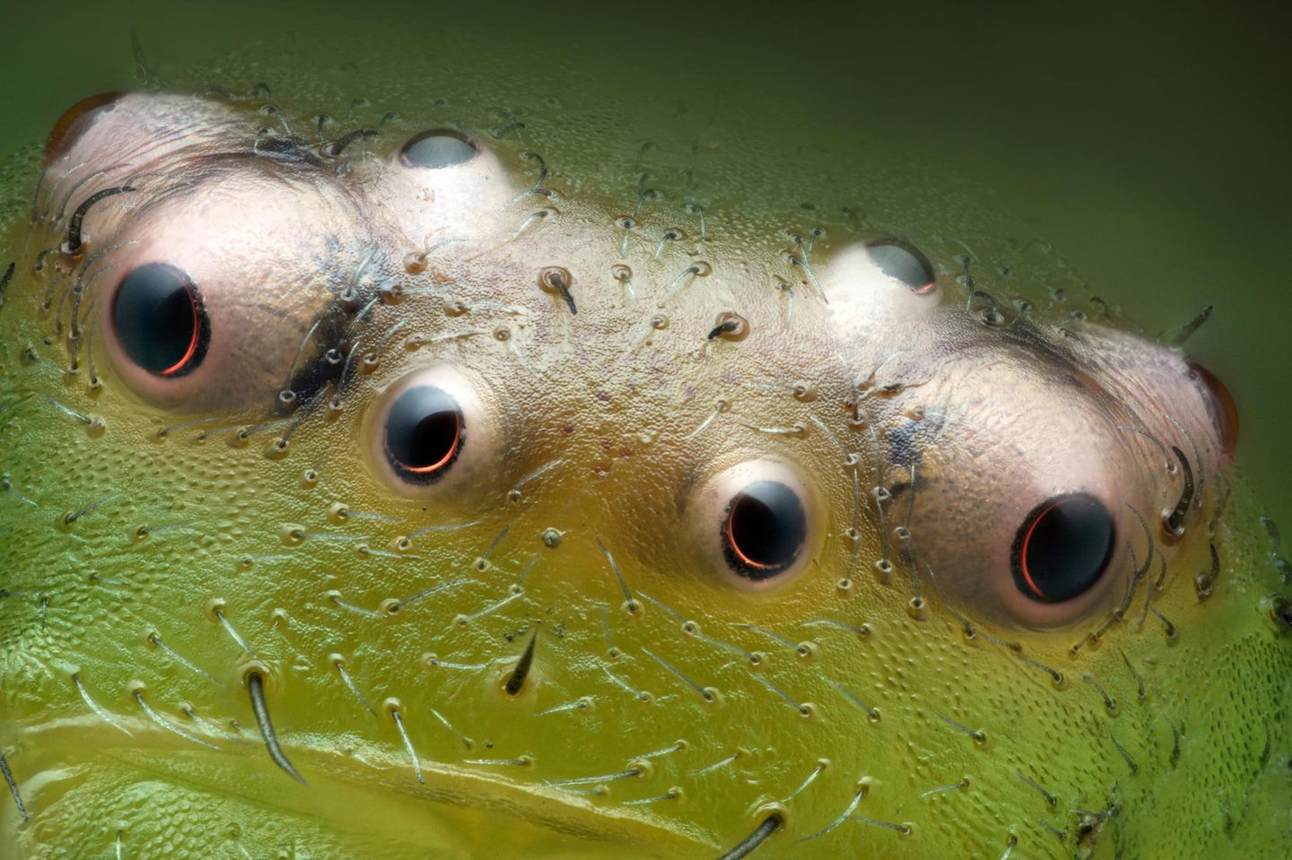 Die Augen einer Grünen Krabbenspinne von Nahem.