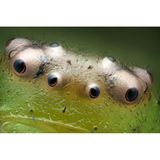 Die Augen einer Grünen Krabbenspinne von Nahem.