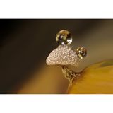 Fruchtkörper eines Schleimpilzes mit zwei Wassertropfen auf gelbem Grund.