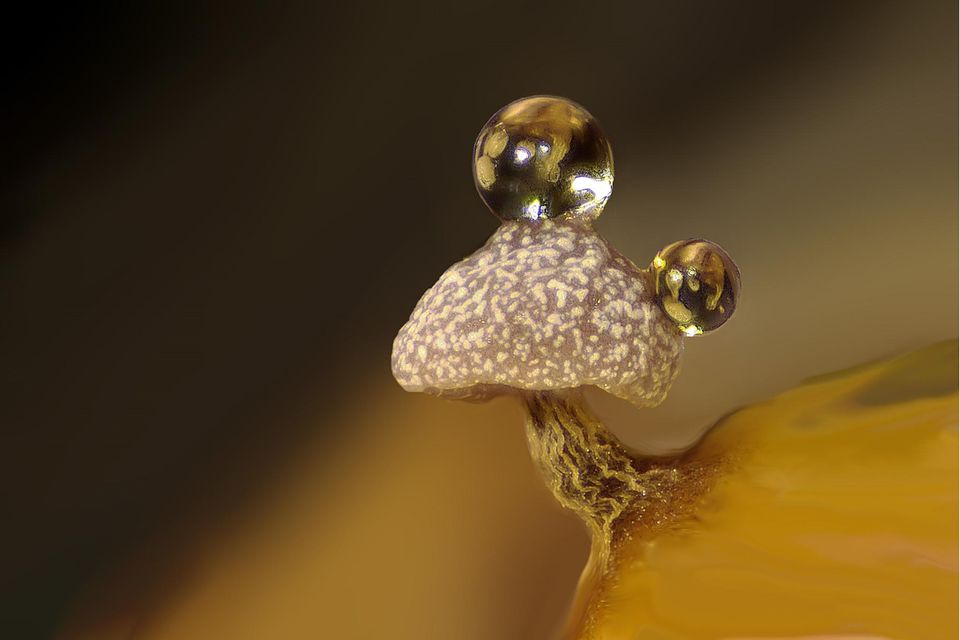 Fruchtkörper eines Schleimpilzes mit zwei Wassertropfen auf gelbem Grund. 1.4993