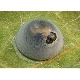 Ein winziges Mottenei, das vorne aufgebrochen ist. Im Inneren sieht man eine Wespe.