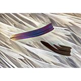 Schuppen des Flügels einer Madagaskar-Sonnenuntergangs-Motte.