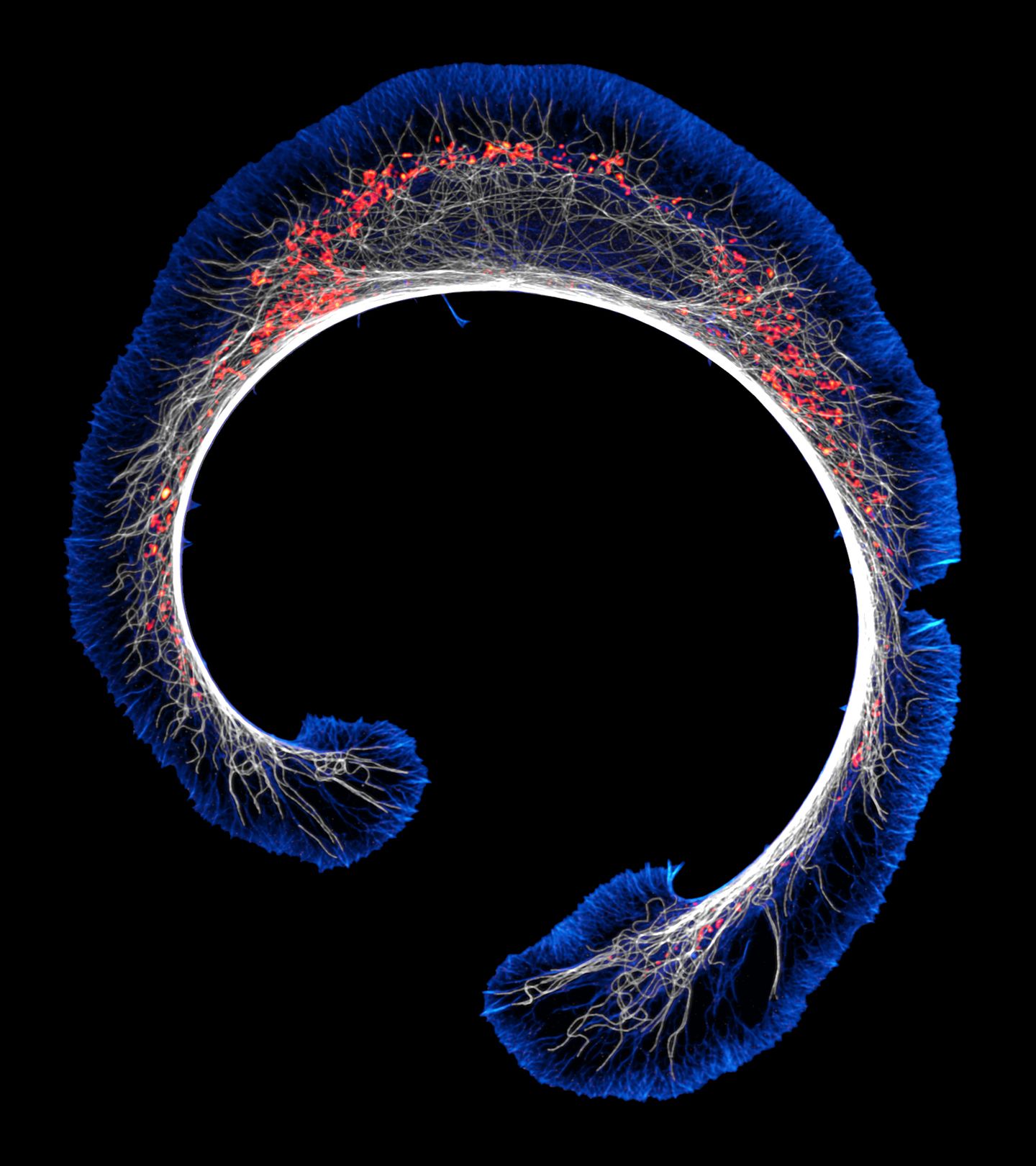 Eine bogenförmige Maus-Neuroblastomzelle.