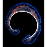 Eine bogenförmige Maus-Neuroblastomzelle.