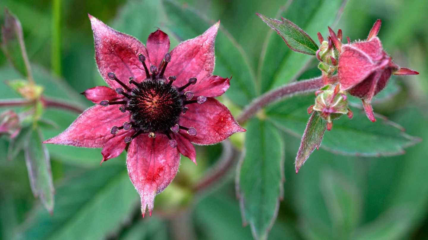Sumpf-Blutauge: Das Sumpf-Blutauge blüht auffällig purpurn, braun- oder auch blutrot. Und lockt mit seiner Farbe und seinem Duft vor allem Wildbienen an Das Sumpf-Blutauge blüht auffällig purpurn, braun- oder auch blutrot. Und lockt mit seiner Farbe und seinem Duft vor allem Wildbienen an