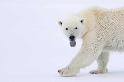 Eisbär mit heraushängender Zunge in der Arktis