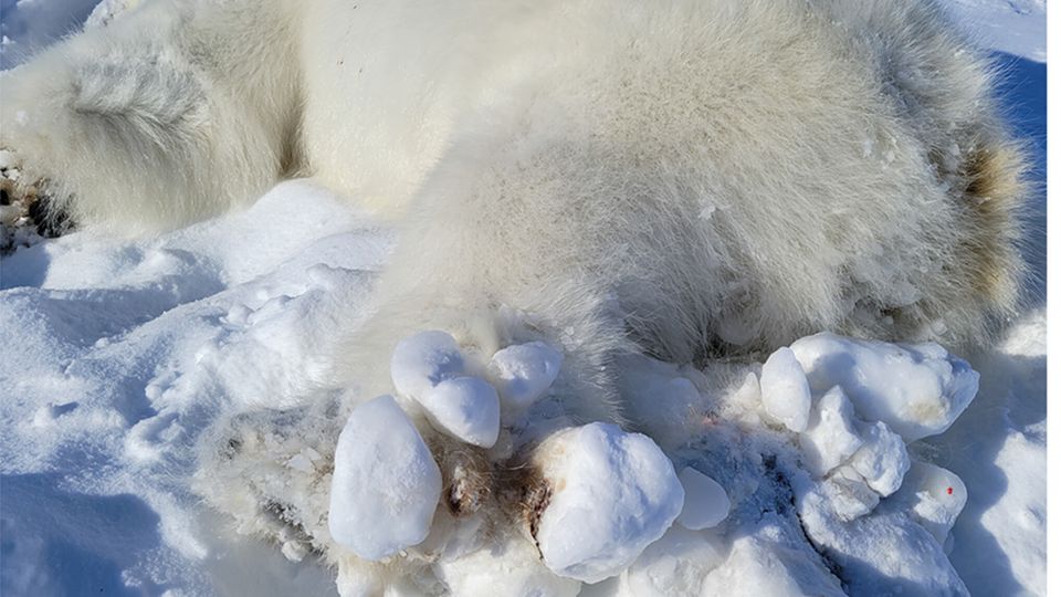 Eisbär mit verletzter Pfote Eisbär mit verletzter Pfote